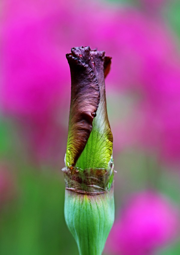 Butterscotch And Pink by Deb Oppermann